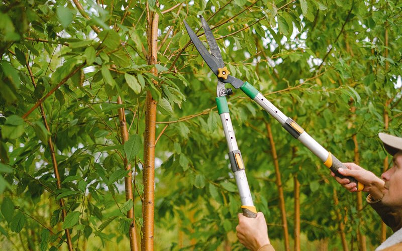 Tree trimming in Williamsville, VT