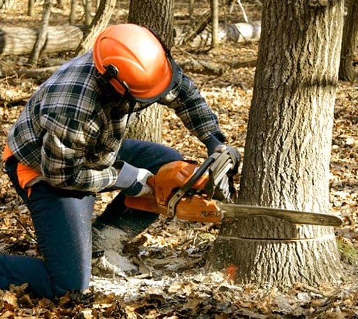 Tree Removal in Williamsville, VT